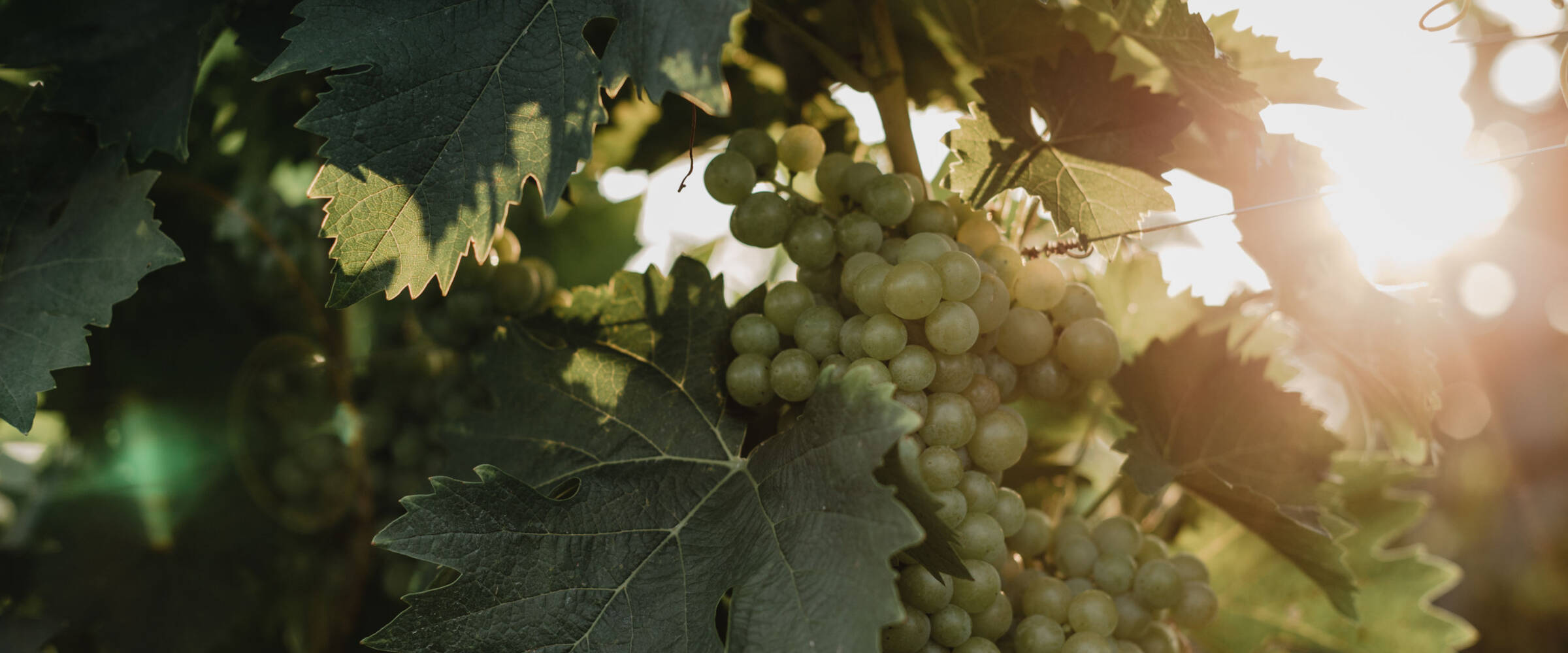 Weinreisen